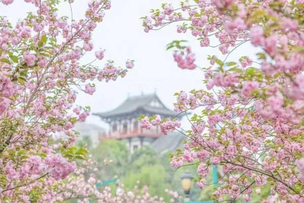 成都哪里看樱花最美