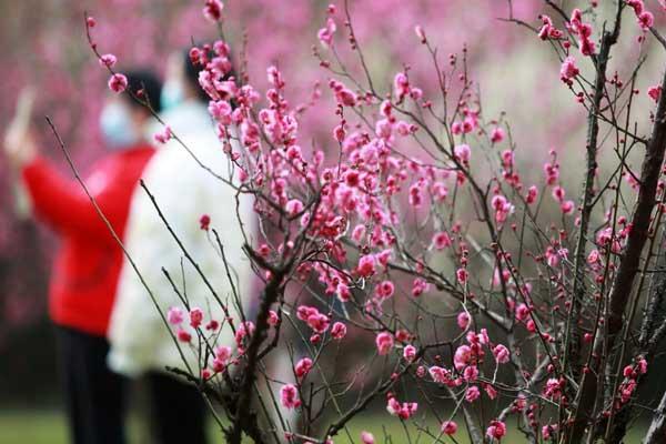 扬州看梅花的地方