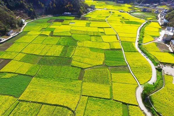 安康哪里油菜花好看