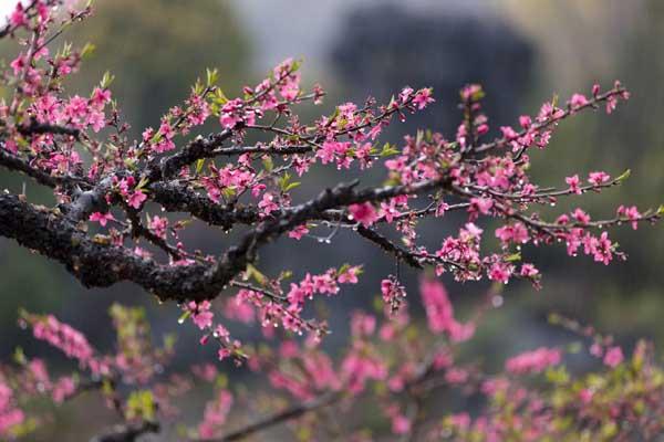 惠州哪里有桃花风景区