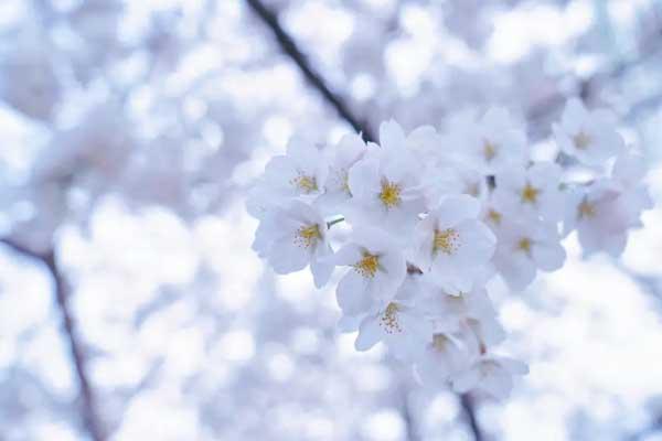 泰安赏樱花的地方