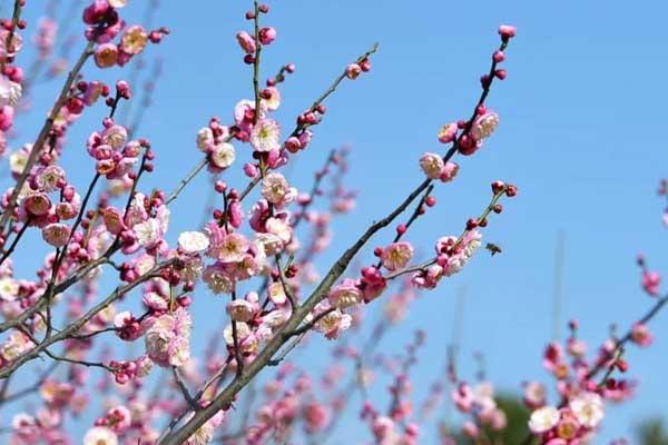 宜昌赏梅花的地方