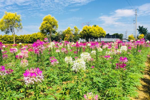 广州花都香草世界游玩攻略-门票价格-景点信息