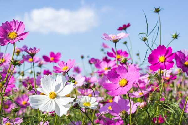 厦门波斯菊花海在哪里
