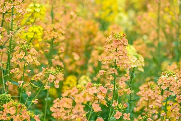 武汉哪里看花好玩