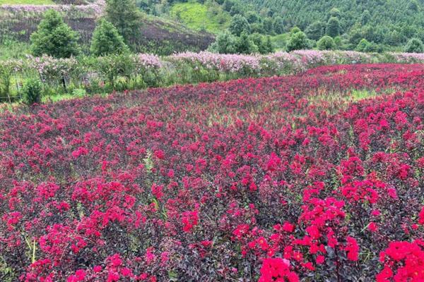 茶陵花湖谷景区游玩攻略-门票价格-景点信息