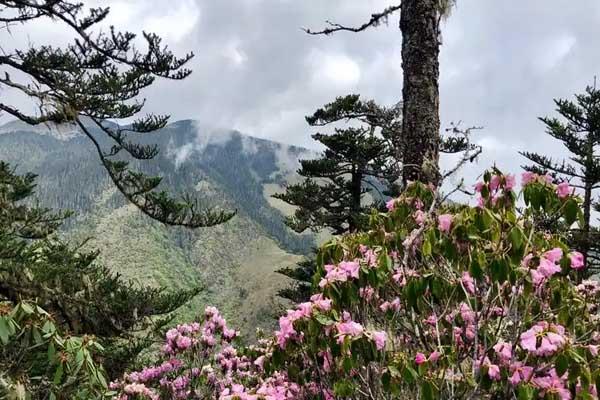 丽江哪里看花