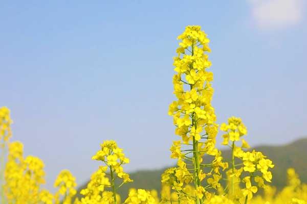 湘潭赏花踏青的地方