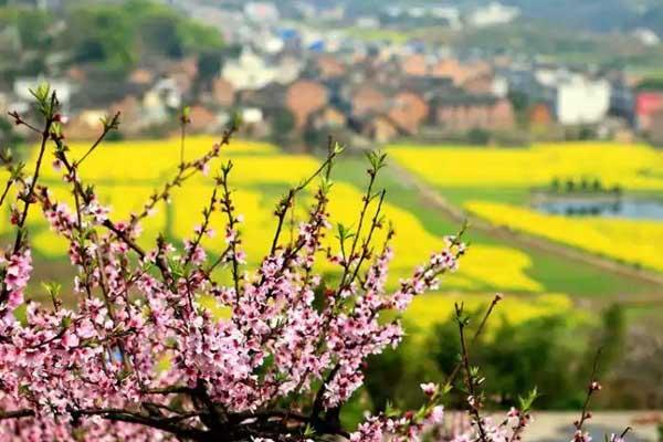 衡阳看桃花在什么地方(衡阳 赏花)