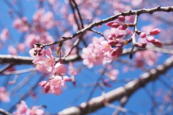 银川哪里有看樱花的地方