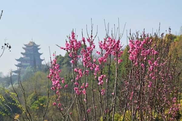 重庆主城看桃花的地方(重庆主城看桃花和李花地方在哪里)