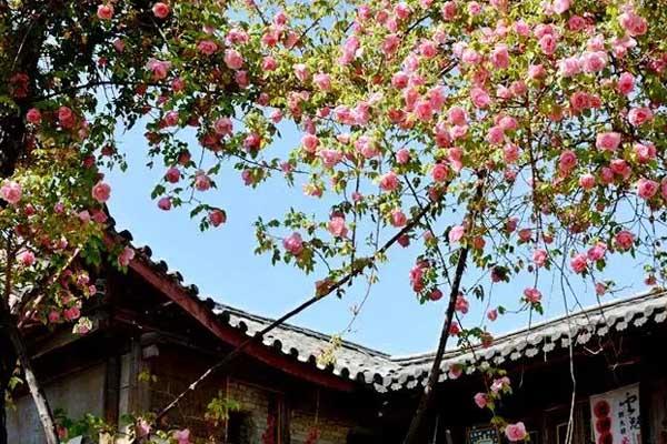 丽江哪里看花