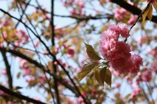 湘潭赏樱花的地方