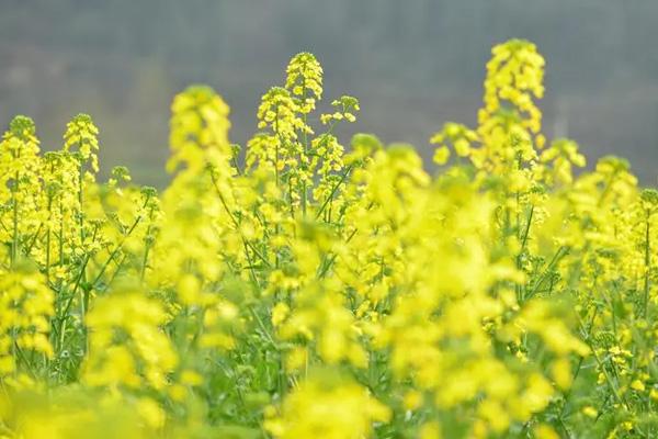 温州油菜花哪里有