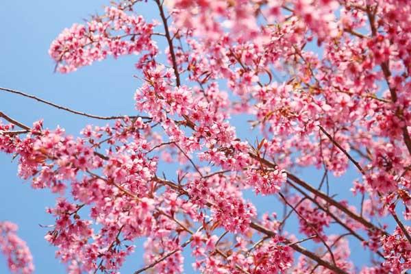 泰安赏樱花的地方