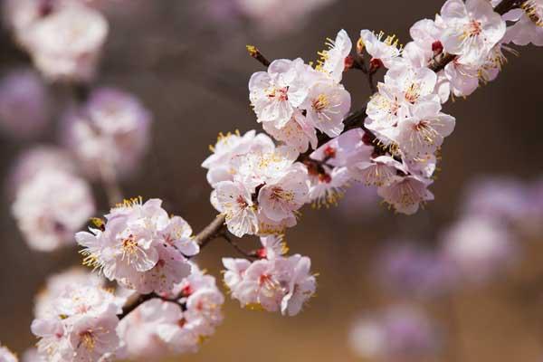 石家庄赏杏花的地方