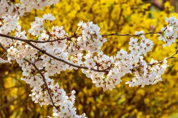 大连龙王塘樱花园游玩攻略-门票价格-景点信息