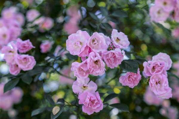 泰安蔷薇花观赏地点在哪