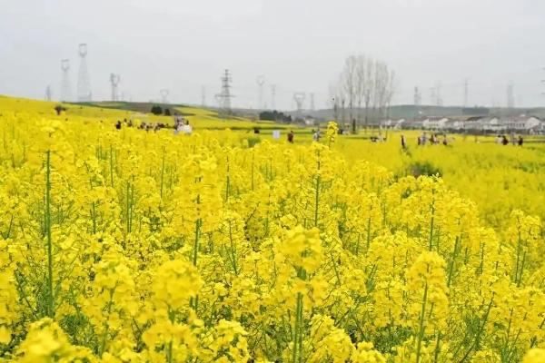 2025汉中油菜花节时间 附最佳观赏路线(2025汉中油菜花开了吗)