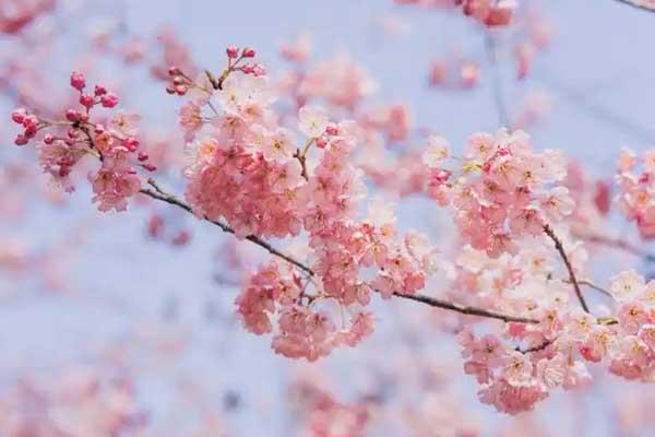 宜昌赏樱花地点有哪些