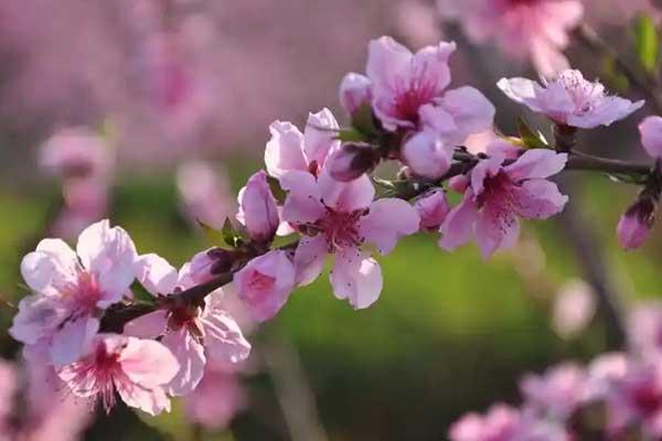 怀化赏桃花好去处