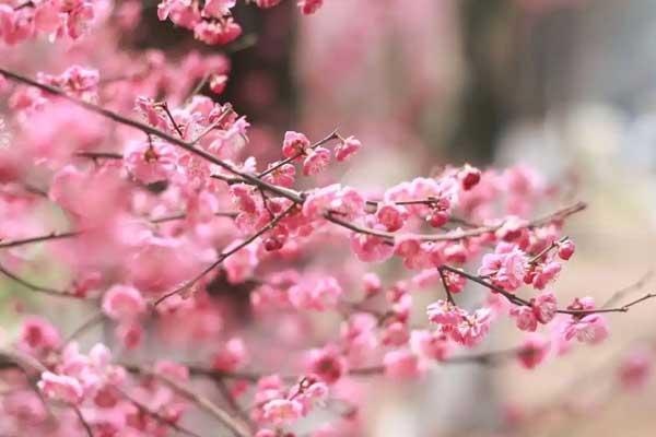 宜昌赏梅花的地方(宜昌看花景点推荐)