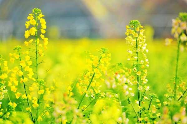 湘潭赏花踏青的地方