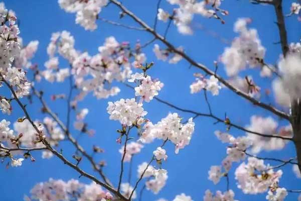 益阳哪里有樱花看