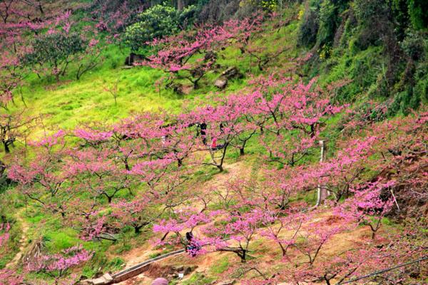 桃花故里景区