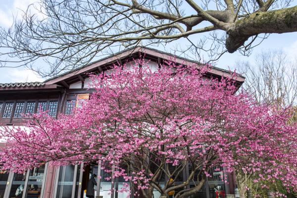 2025嘉兴梅花洲景区门票免票政策