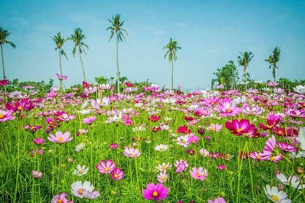 厦门波斯菊花海在哪里