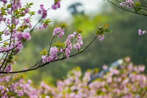 重庆看桃花攻略最佳地点