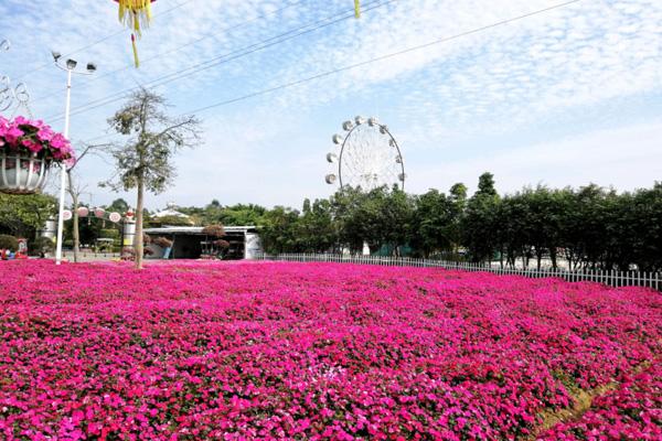 花都香草世界