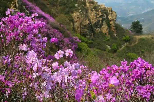 2025大黑山杜鹃花最佳观赏地点