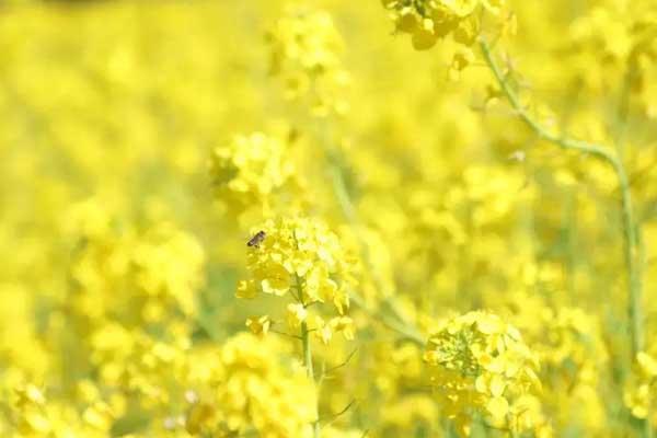 保定看油菜花的地方