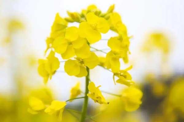 贵阳哪里可以看油菜花