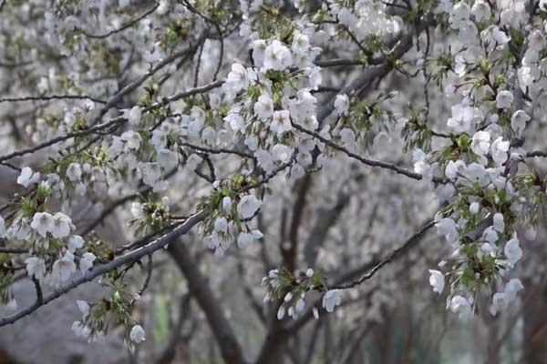 邯郸看樱花去哪里