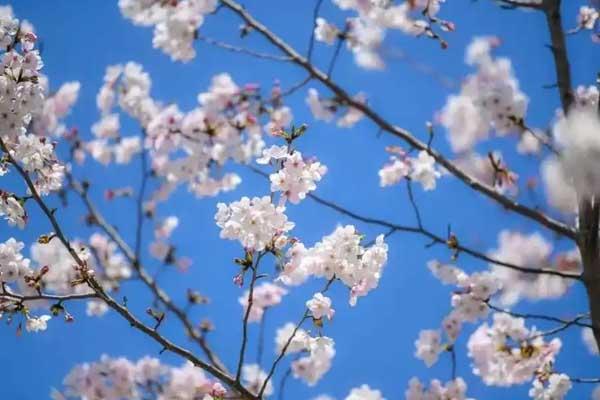 乌鲁木齐哪里有樱花