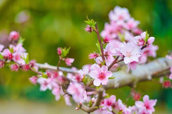 重庆看桃花攻略最佳地点