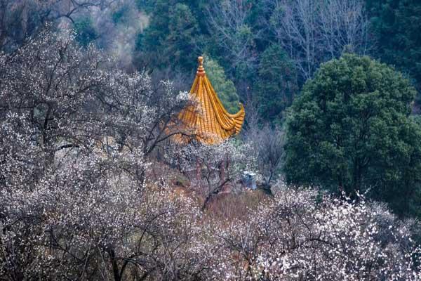 韶关看梅花的地方