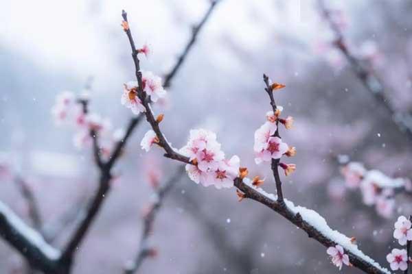 西安看梅花去哪里好