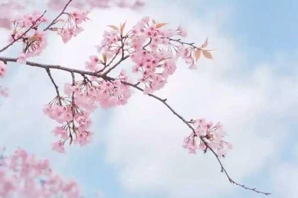郴州赏樱花地点有哪些