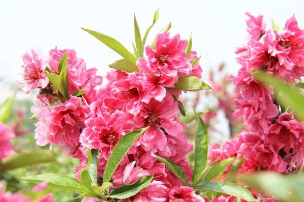 登封赏花踏青好去处推荐