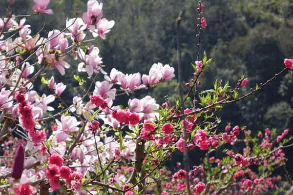 衡阳看桃花在什么地方