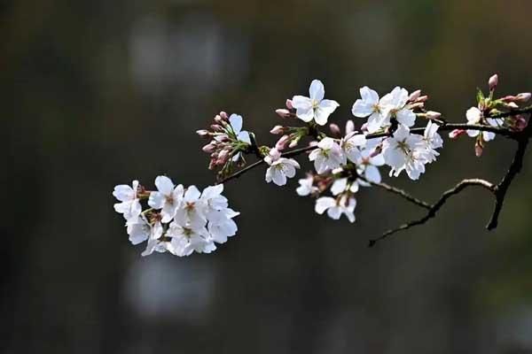 长沙哪里樱花最好看