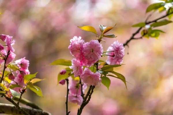 湘潭赏樱花的地方