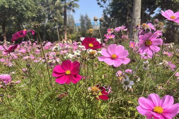 厦门波斯菊花海在哪里