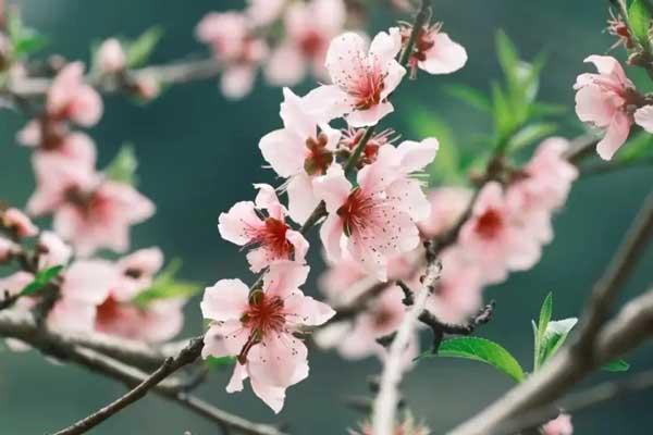 石家庄去哪里看桃花