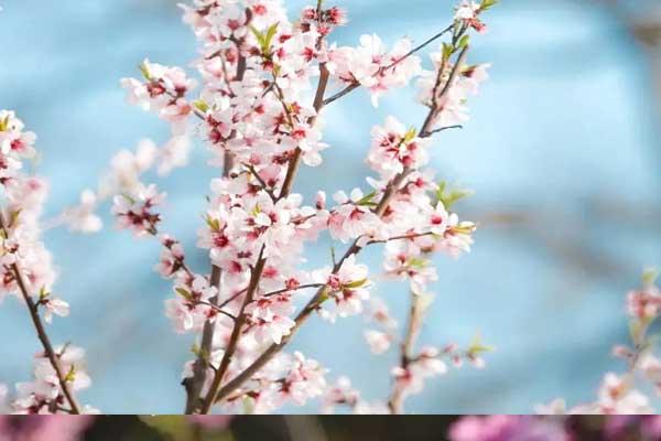 怀化赏桃花好去处