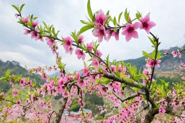 衡阳看桃花在什么地方